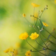[Cover] Tôi thấy hoa vàng trên cỏ xanh - Ái Phương