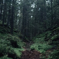 Urskog
