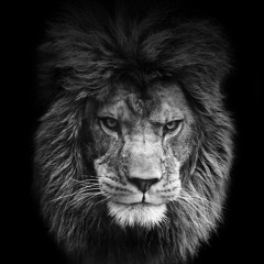 Lion (Original Mix)