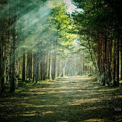 Forest Spirits-_155bpms preview/