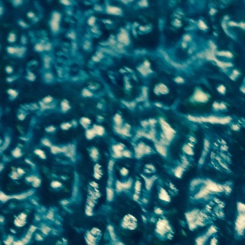 Avacdomajesty