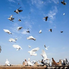 مناجاة عام 2010  لـ د.خالد أبو شادي