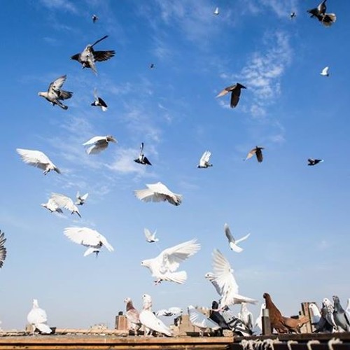 مناجاة عام 2010  لـ د.خالد أبو شادي