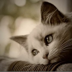 Ludahi Aku (tanpa vocal)