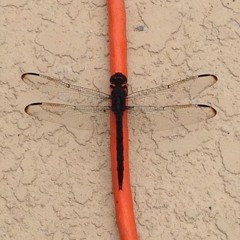 Dragonfly (for KV331 SynthMaster Contest)