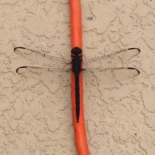 Dragonfly (for KV331 SynthMaster Contest)