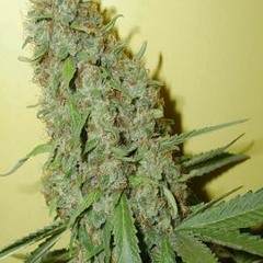 Gimmi De Weed (6 Figga Riddim) Nov 2015