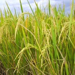 Marjinal - Buruh Tani (lagu Pembebasan)