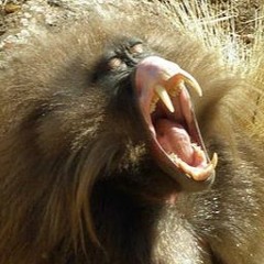 MonkeyWolf [Prod. By Toxin]