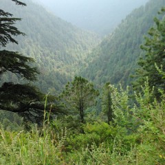 Rasha janana zama