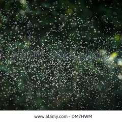 The Kings of Leigh on sea "This Midwinters Day"