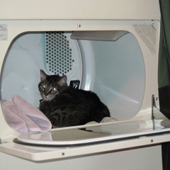 Cat Disgusted: Episode 3, The Beeping