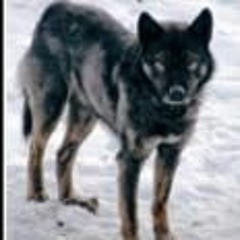 Dom smutsiga hundarna: Dasslåten