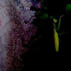 alfa neU - Insomnia RMX (feat Moonchy-Regoli-Gottardi)