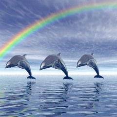 Dolphins (w/ Imprintafter)