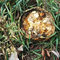 Like Water (excerpts)