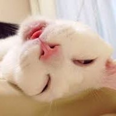 The Eternal And Immutable Sleepface