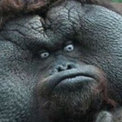 Big Ol Gorilla