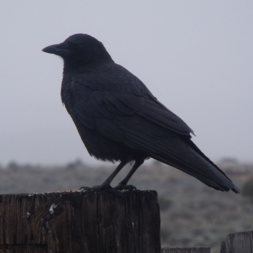 Stream "Hug You, Kiss you, Squeeze You"(cover)Peyote Bird Bluesdemo