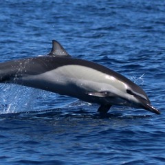 Common Dolphins 12-2-15