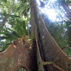 FORET TROPICALE Guyane Piauhau Hurleur