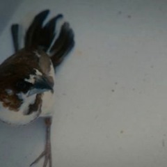 Bet Against Episode 3