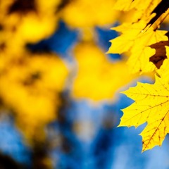 Yellow Leaves - Instrumental By @GurtyBeats