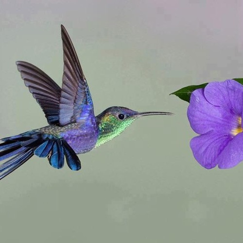 Stream Beija Flor Lilas Alain Pierre By Mills Records Listen Online For Free On Soundcloud