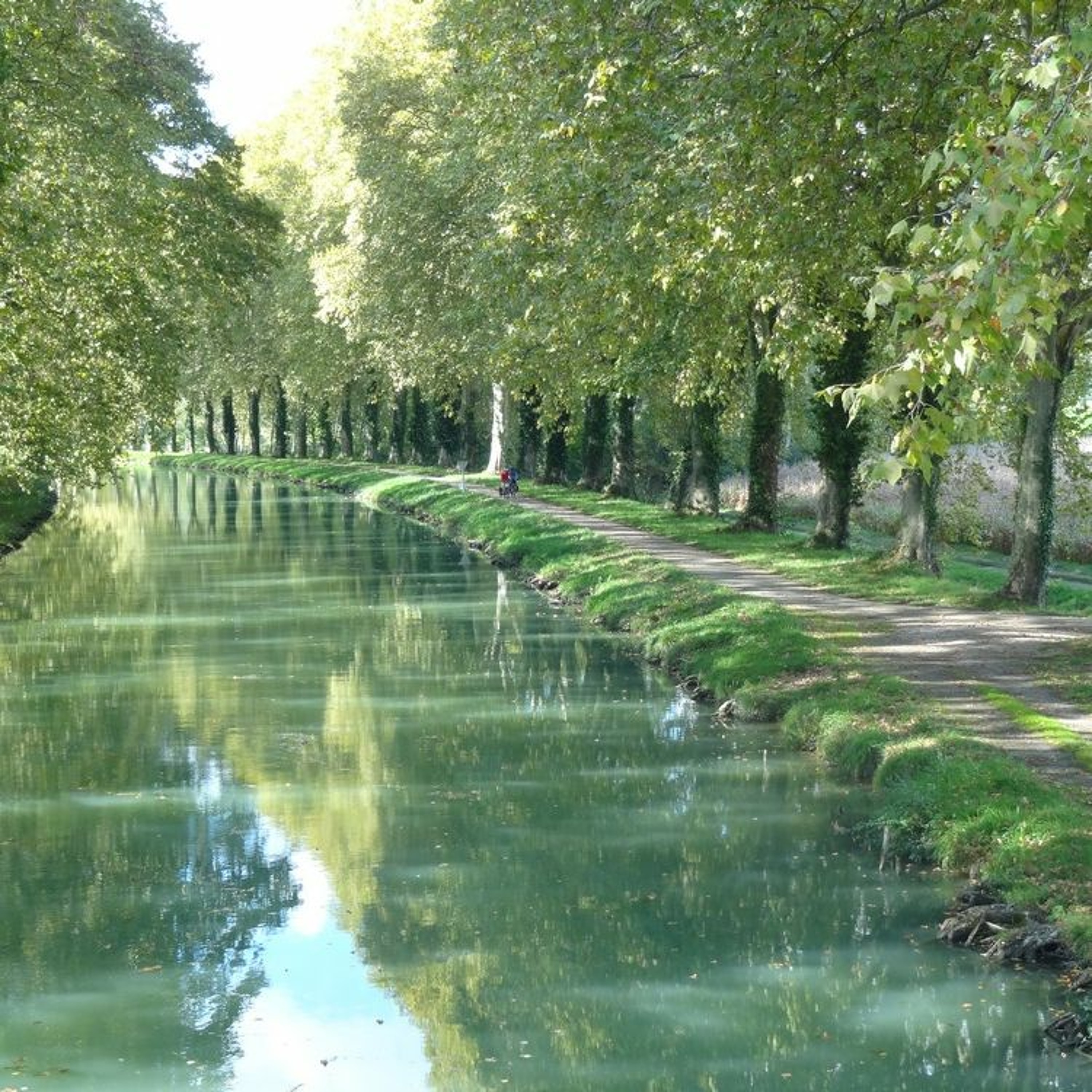 champignonsdesbois