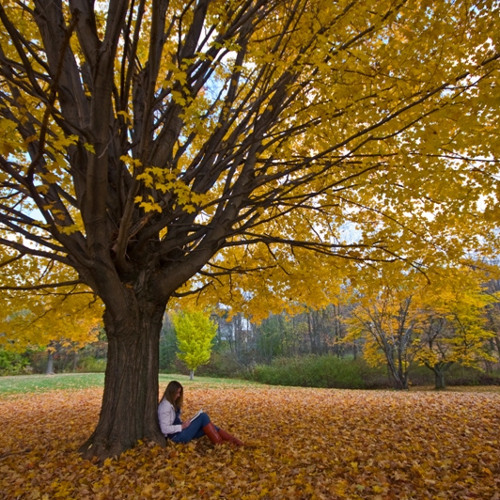 Under A Tree