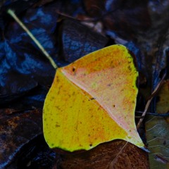 Under A Leaf