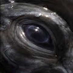 Whale's Eye