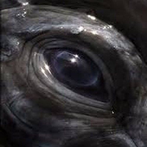 Whale's Eye
