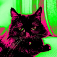 FULLY OPERATIONAL CAT-TLE STATION (feat. Lady the Cat)