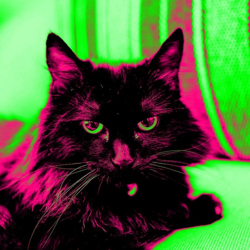 FULLY OPERATIONAL CAT-TLE STATION (feat. Lady the Cat)