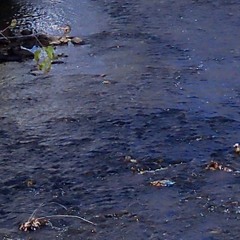 The River elms