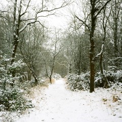 Between the Essays: The Leaves, Frost-Crisp'd, Break from the Trees 4/5