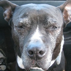 Muflor - old track from 2007>>> FREE DOWNLOAD <<<