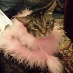 Pariah - FTC 81 INSTRUMENTAL