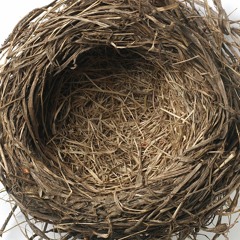 Nest [2014]