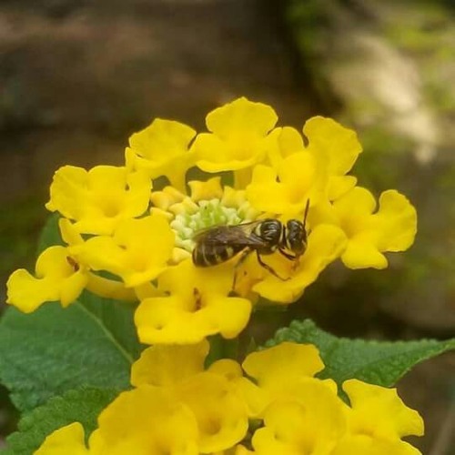 Stream Jaga Selalu Hatimu By Seventeen Mp3 By User928231670 Listen Online For Free On Soundcloud Stream Jaga Selalu Hatimu By Seventeen Mp3 By User928231670 Listen Online For Free On Soundcloud