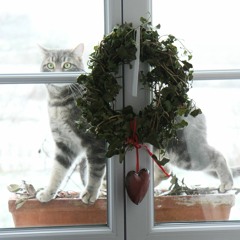 Bourrée pour réchauffer les pattes du chat qui a froid (B2 Instrum.)