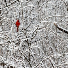 The Cardinal - Demo 1 MP3