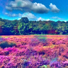 Petit Biscuit - Palms