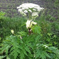 Schalkwijker Mannenkoor - Berenklauw