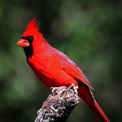 Most spacey song of 2015 6.12.15.m4a