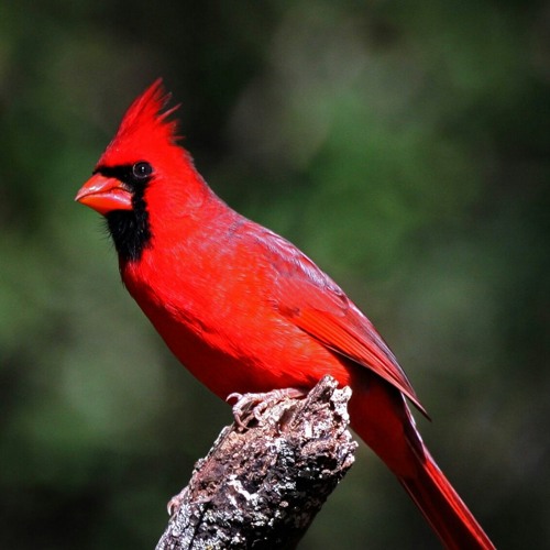 Most spacey song of 2015 6.12.15.m4a