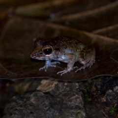 Solomon Islands - Frog chorus (Platymantis sp. Solomon's ground frog?)