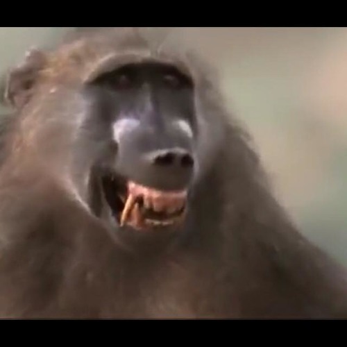 King Ruby - Back Again