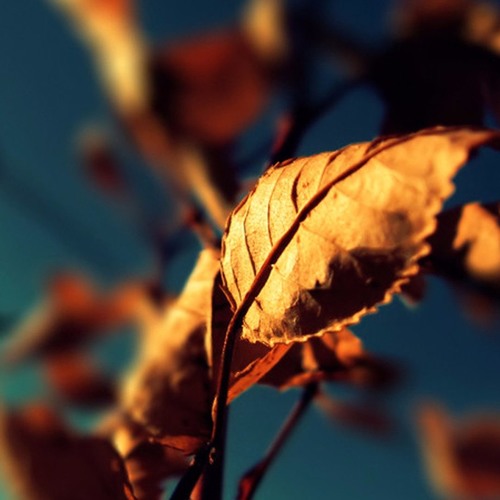 vanguard  //  SMR Instrumental